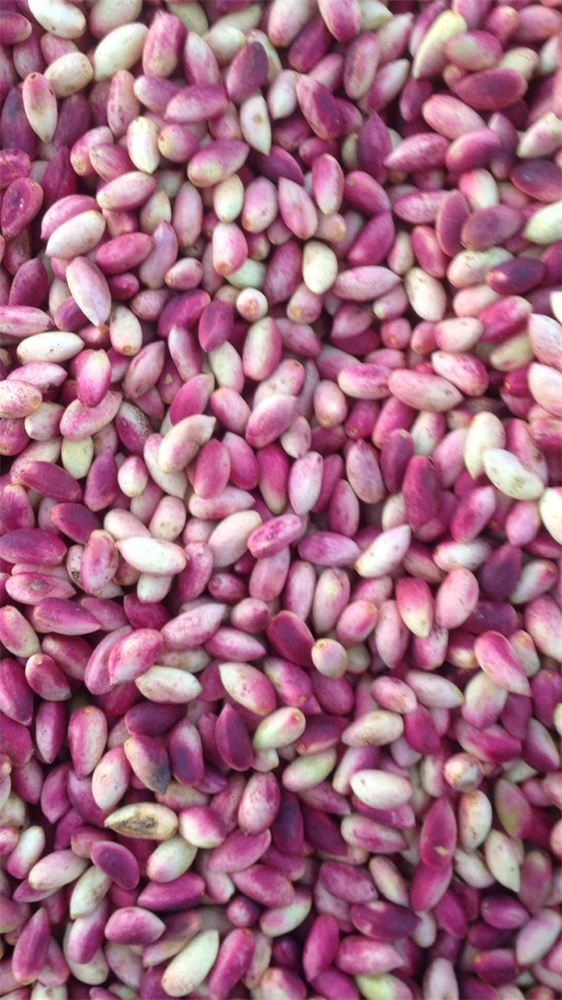 1.KALİTE 1KG TAZE YAŞ SİİRT FISTIĞI